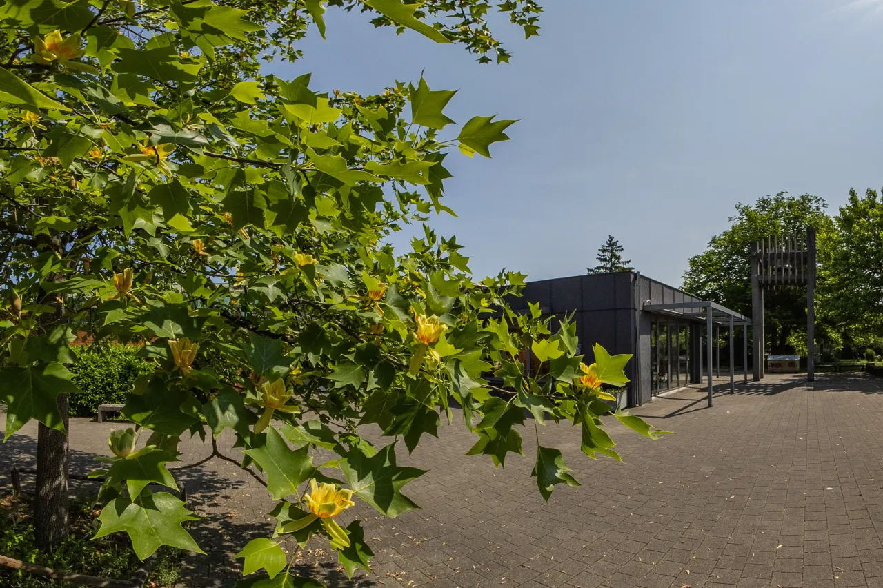 Kirchgemeindehaus Feldreben (Foto: Peter Wehrli) Kirchgemeindehaus Feldreben: Tulpenbaumblüten in voller Pracht beim Kirchgemeindehaus Feldreben (Foto: Peter Wehrli)