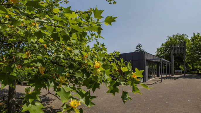 Kirchgemeindehaus Feldreben (Foto: Peter Wehrli) Kirchgemeindehaus Feldreben: Tulpenbaumblüten in voller Pracht beim Kirchgemeindehaus Feldreben (Foto: Peter Wehrli)