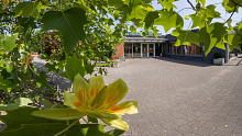 Feldreben und Tulpenbaum