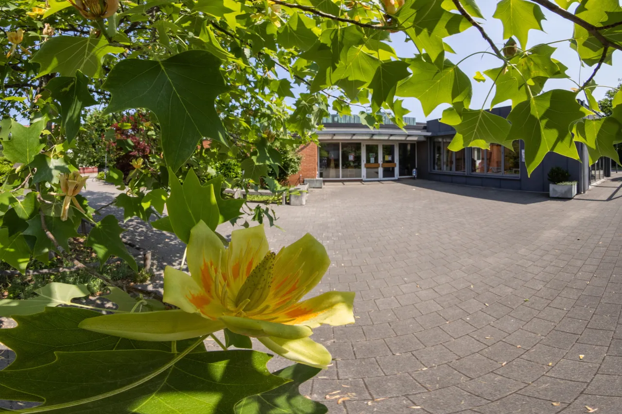 Feldreben und Tulpenbaum (Foto: Peter Wehrli) Feldreben und Tulpenbaum: Der Schatten spendende Tulpenbaum (Foto: Peter Wehrli)