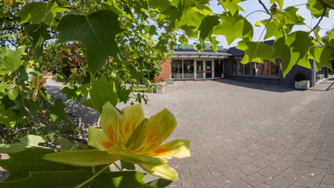 Feldreben und Tulpenbaum (Foto: Peter Wehrli) Feldreben und Tulpenbaum: Der Schatten spendende Tulpenbaum (Foto: Peter Wehrli)