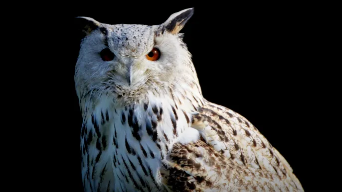 snowy-owl (Foto: Pixabay)