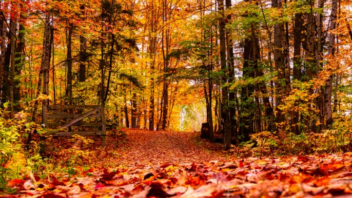 Herbst (Foto: Canva) Herbst (Foto: Canva)