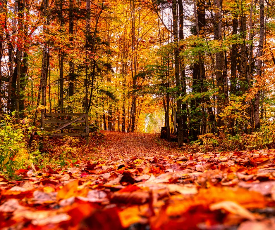 Herbst (Foto: Canva) Herbst (Foto: Canva)