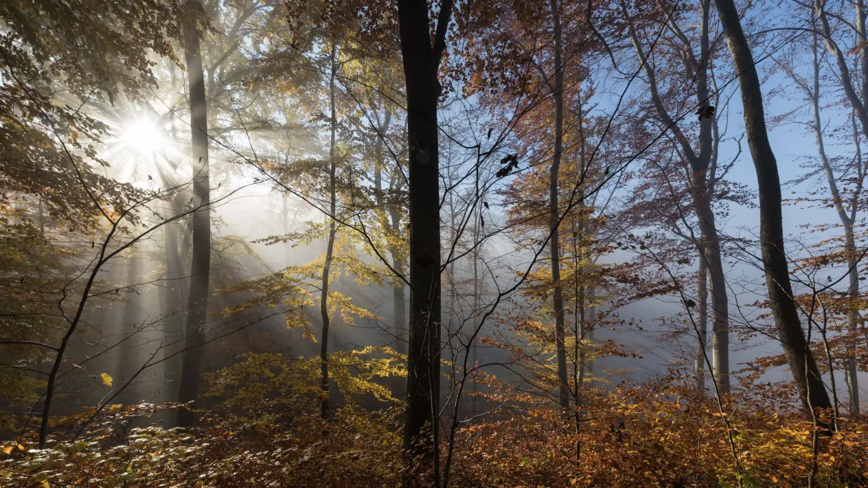 Mystischer Herbst &mdash; Mystischer Zauber mit zarten Nebelchen, sternf&ouml;rmiger Sonne, blauem Himmerl und wunderbar farbigen Herbstbl&auml;ttern. (Foto: Peter Wehrli)
